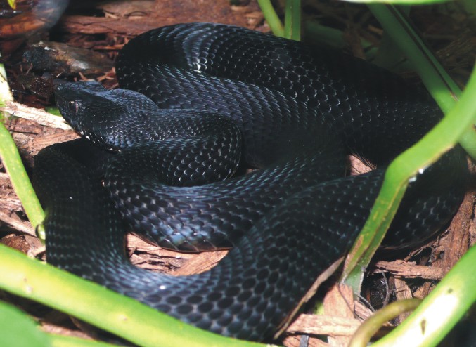 Vipera kaznakovi Bild01